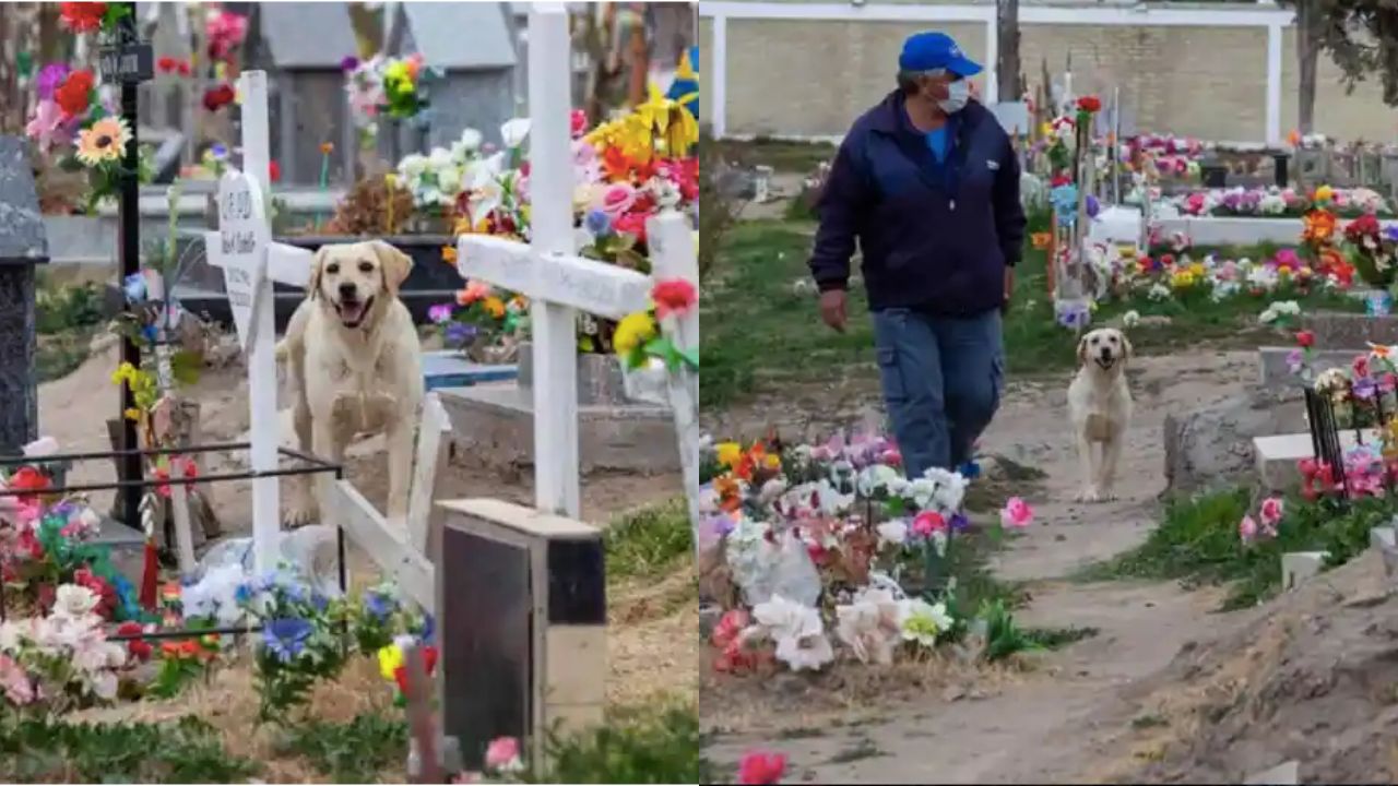 il cane vive al cimitero sulla tomba del padrone