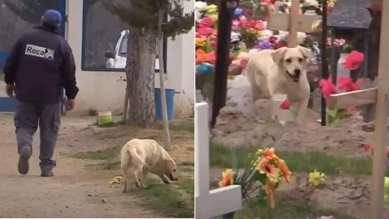 cane vive al cimitero e segue il becchino