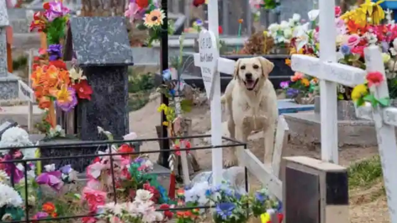 cane non si separa dalla tomba del padrone