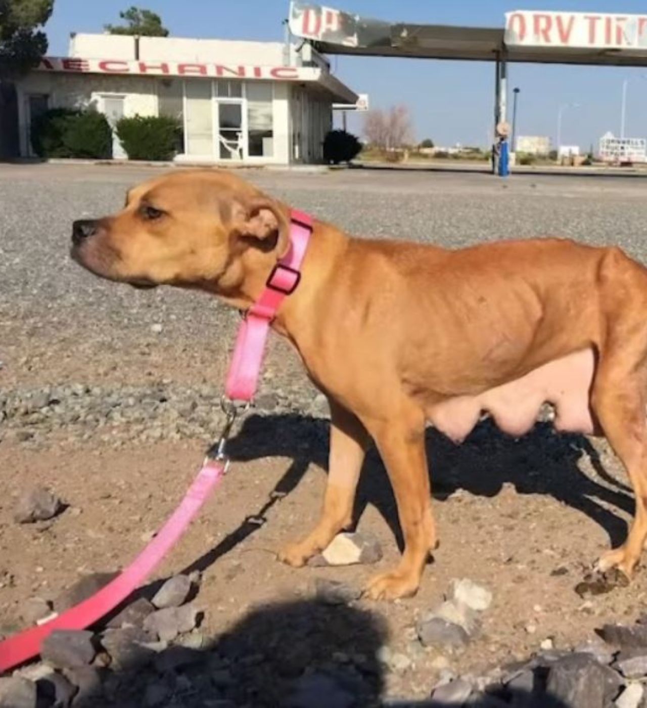 Una cagnolina che si chiama Abilene al guinzaglio