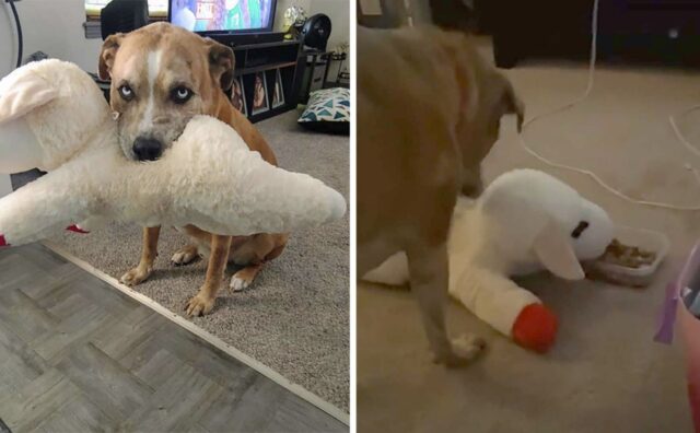 L’adorabile cagnolino vuole condividere: prende il suo peluche e lo porta a mangiare alla sua ciotola (VIDEO)