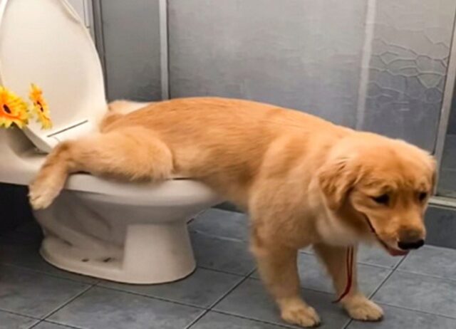 cane educato che usa il bagno