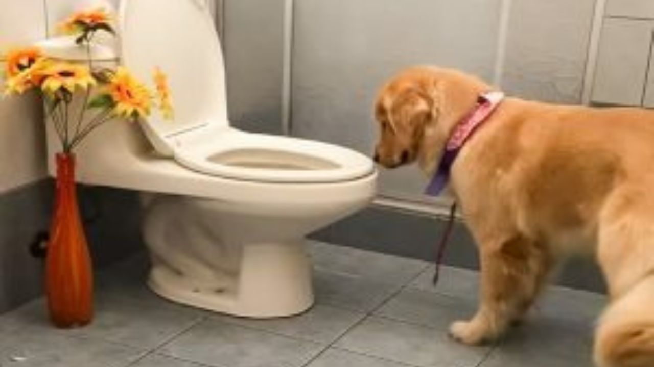 golden retriever in bagno