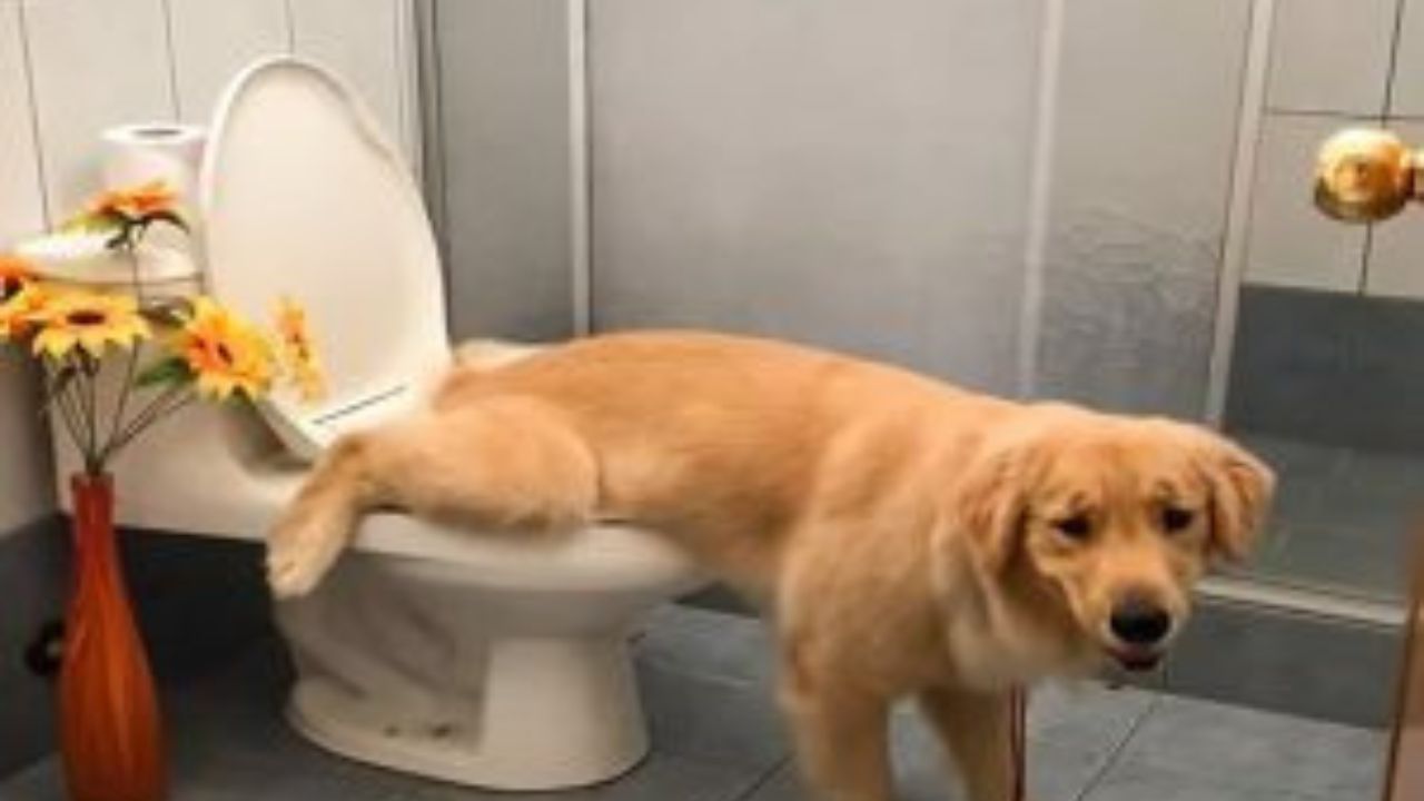 cane sul wc