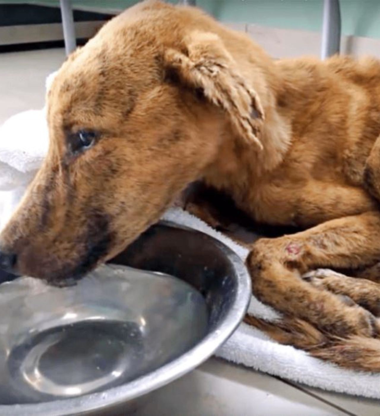 Un cane magro dal veterinario