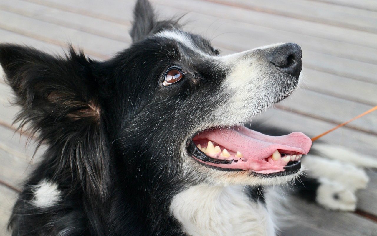 cane che guarda verso l'alto