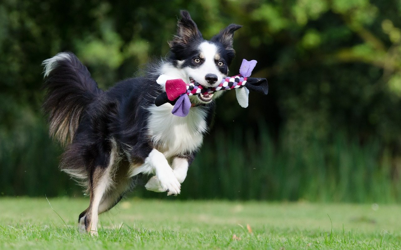 cane che corre con un giocattolo in bocca