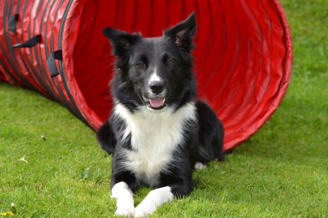 Come allevare bene un Border Collie e farlo vivere felice