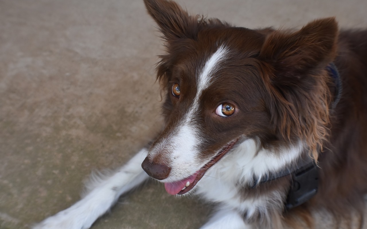 cane bianco e marrone