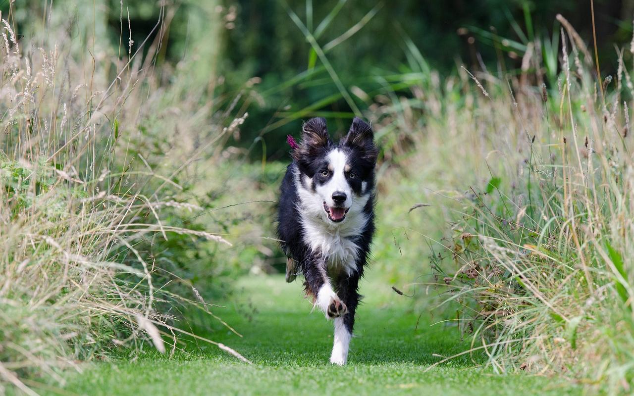 cagnolino che corre tra l'erba alta