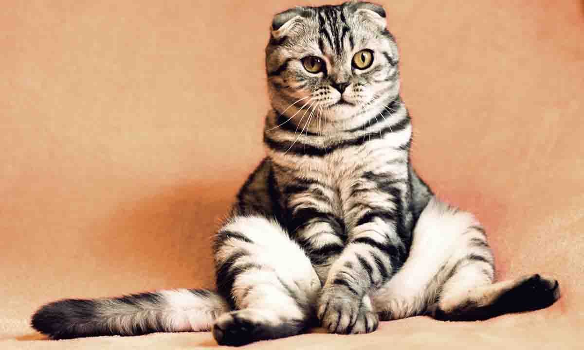 gatto tigrato seduto come una persona