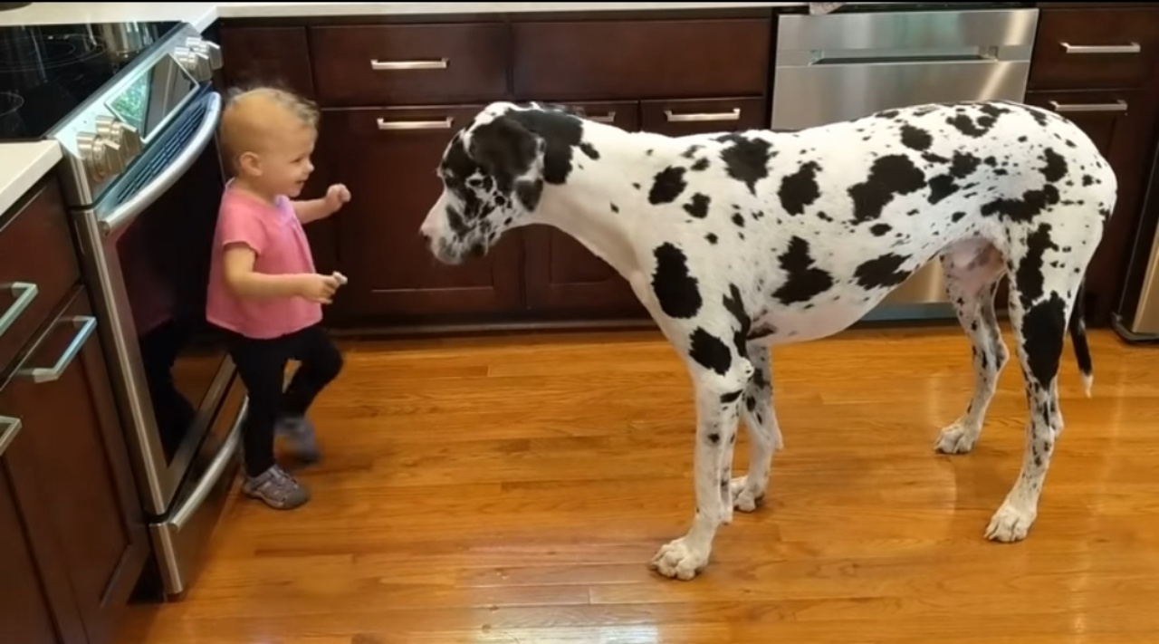 bambina e il suo amico a quattro zampe