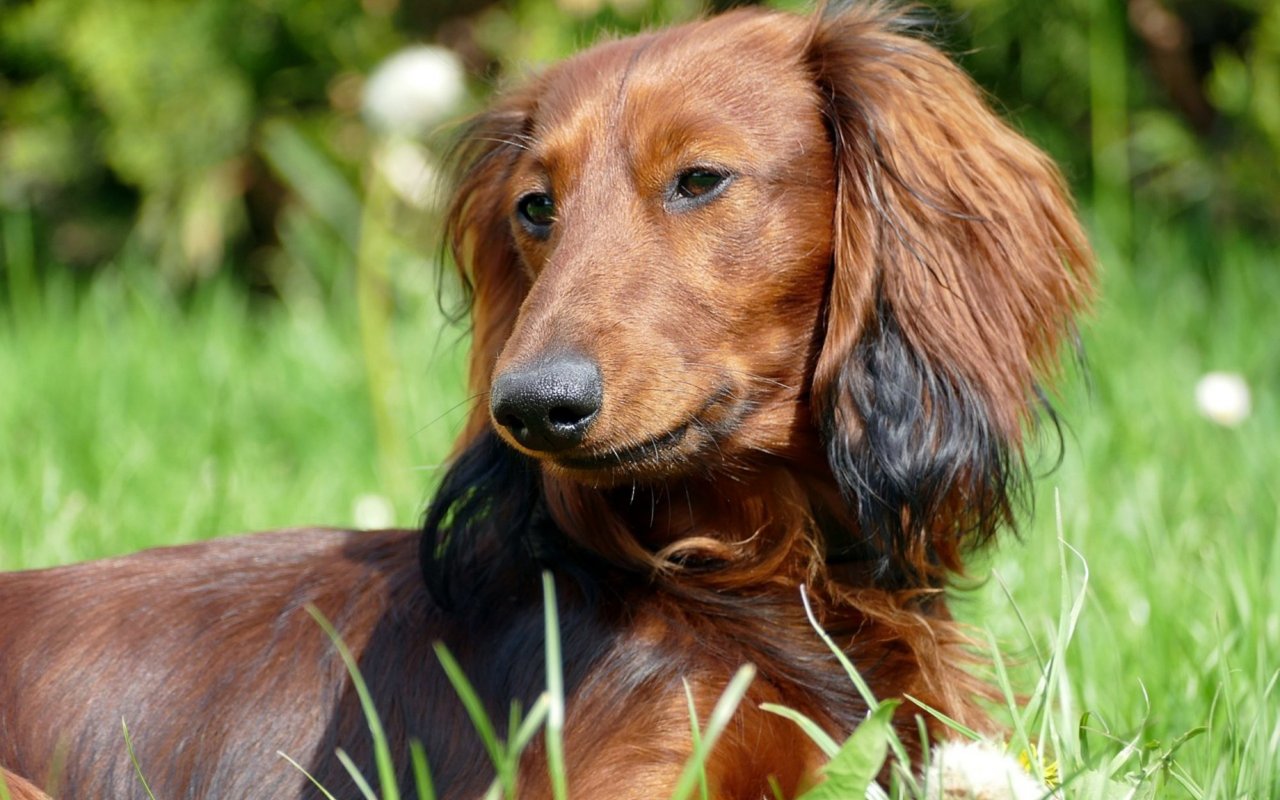 cagnolino con le orecchie lunghe