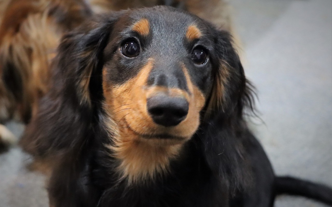 cagnolino col muso dolce