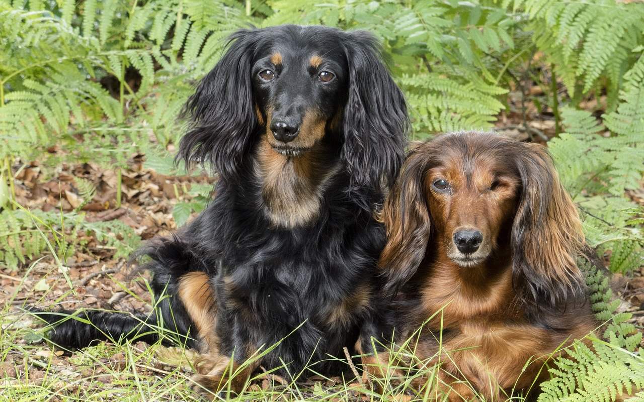 due cani a pelo lungo sul prato