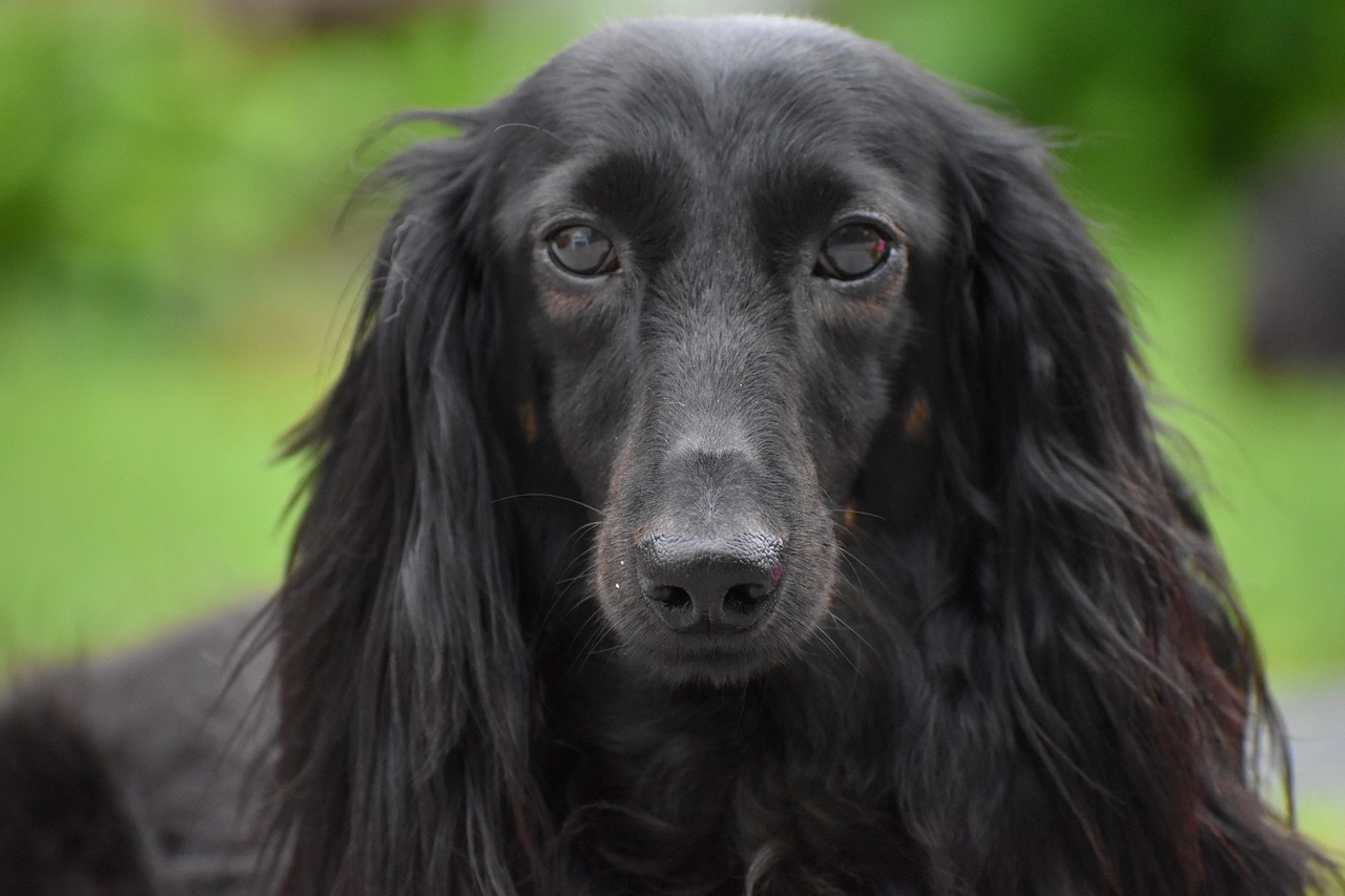 cane tutto nero