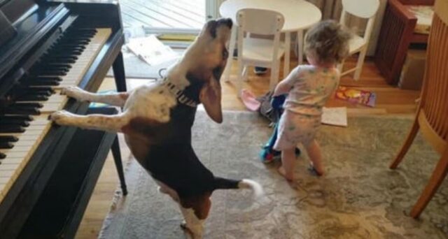 Il Beagle e la sua piccola sorellina improvvisano un concerto per piano e voce: sono due talenti!