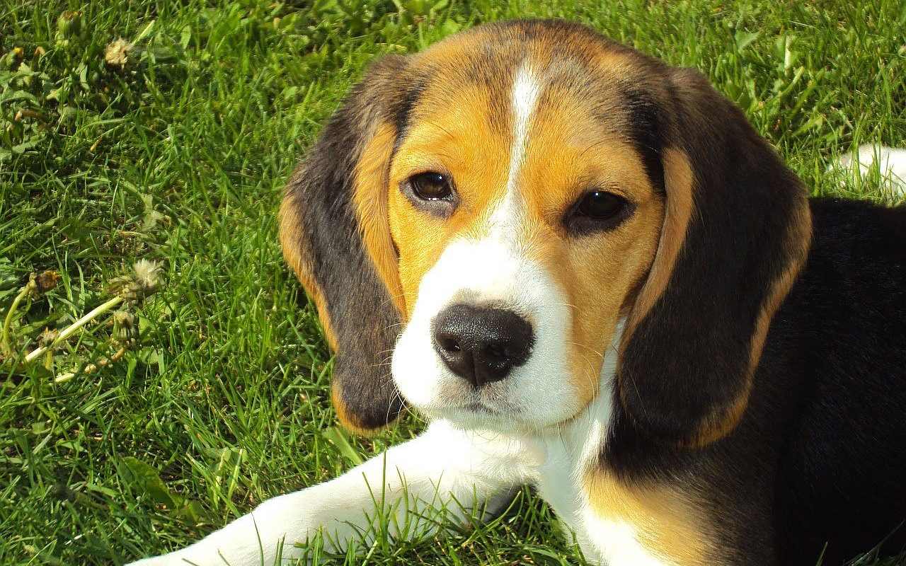 cucciolo di cane sul prato