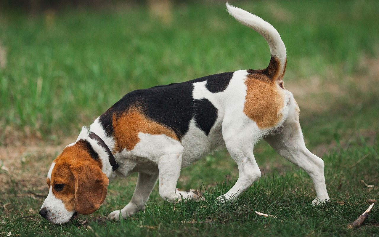 cane che fiuta un odore