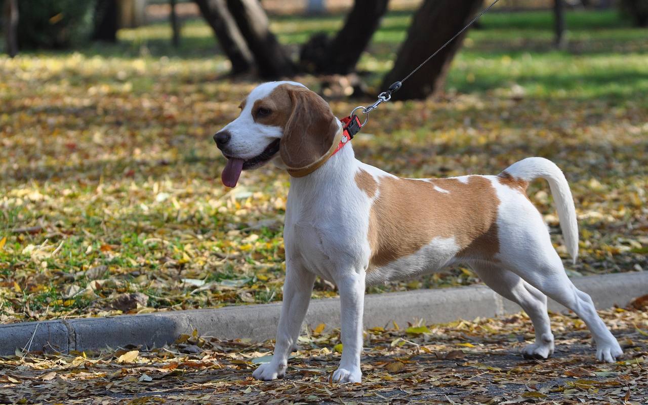 cane che passeggia al guinzaglio