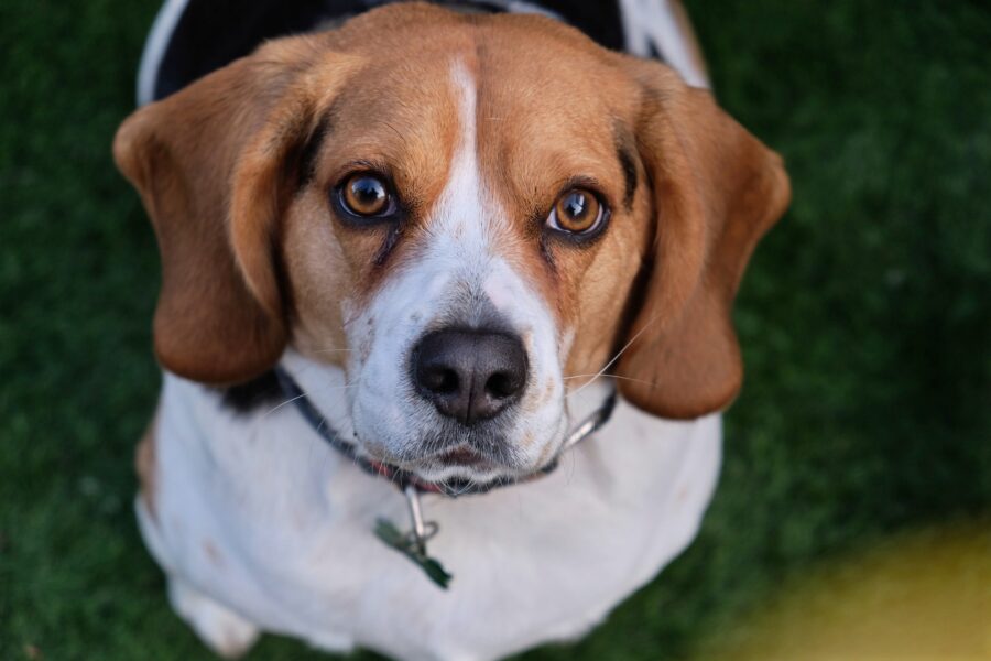 Beagle, carattere e personalità: tutto quello che bisogna sapere