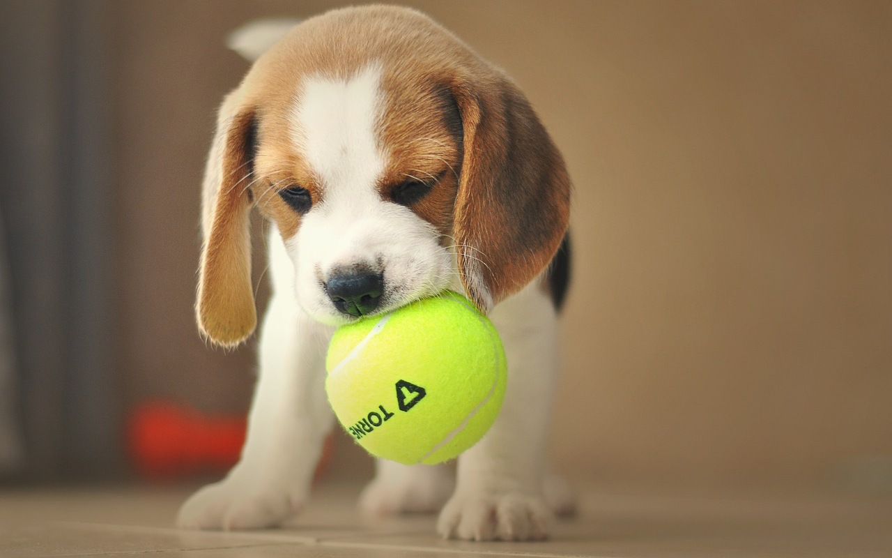 cucciolo con una pallina in bocca