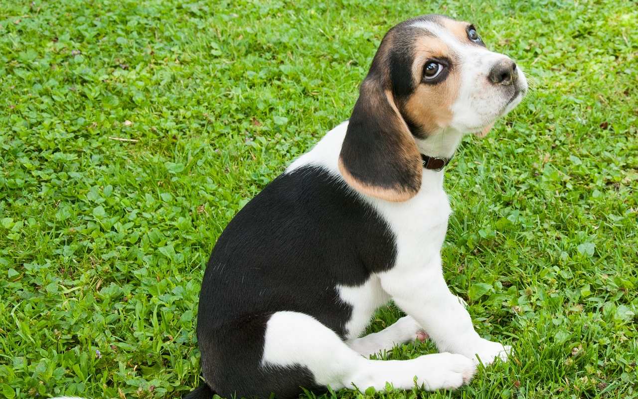 cucciolo di cane seduto sull'erba