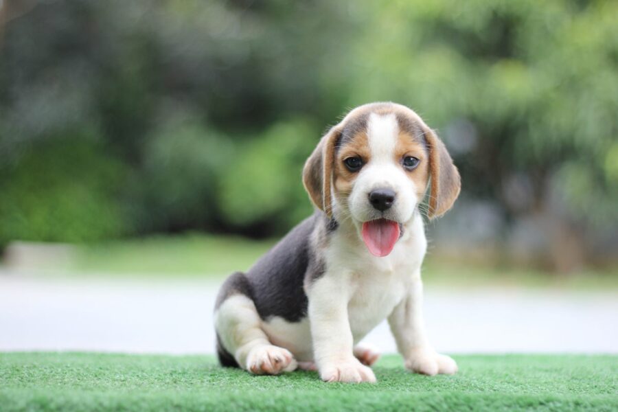 Beagle, cuccioli e crescita: cosa sapere sui piccoli di questa razza