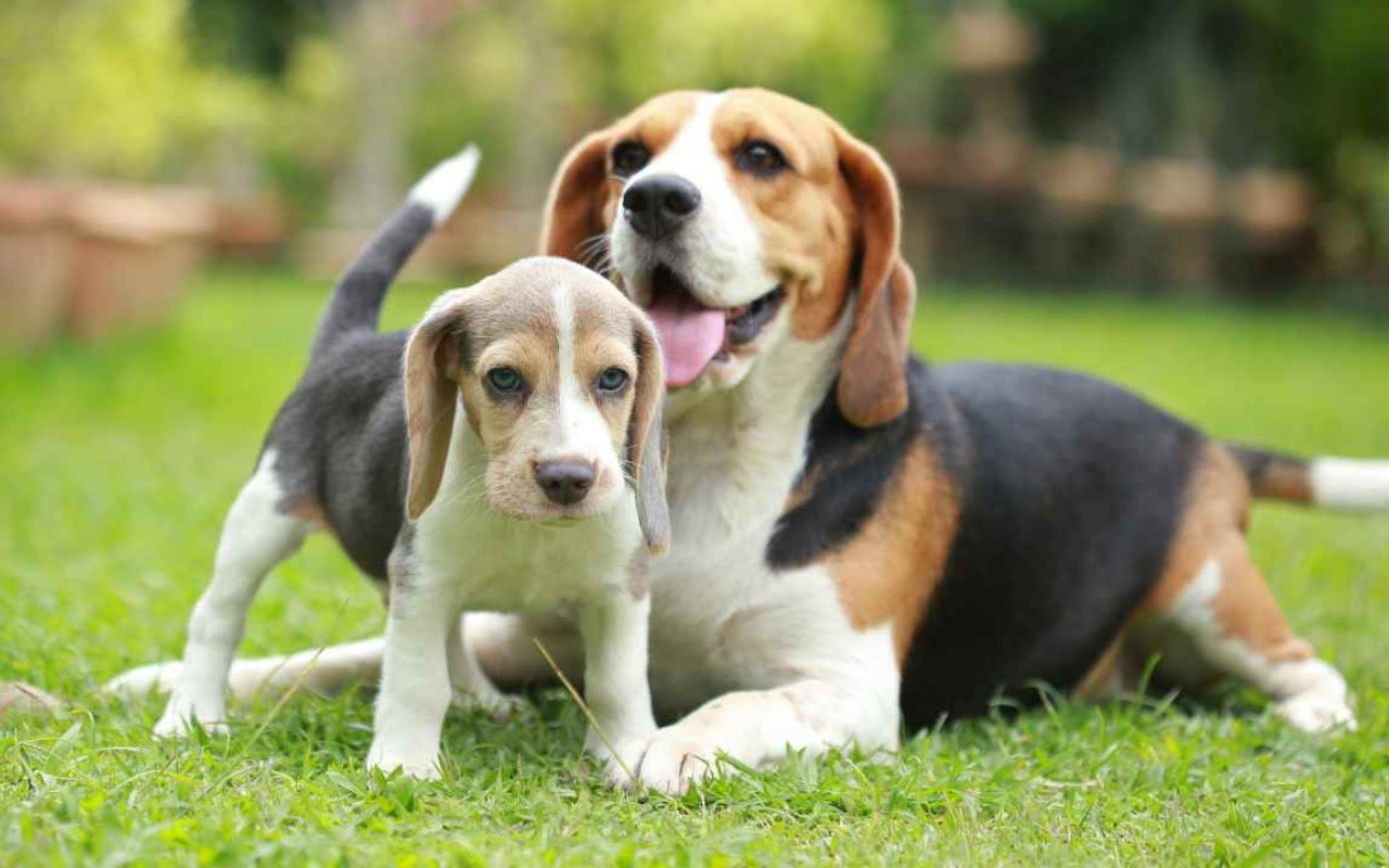 mamma con il suo cucciolo