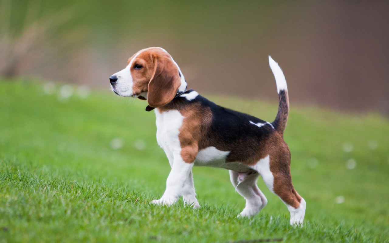 cagnolino che cammina al parco