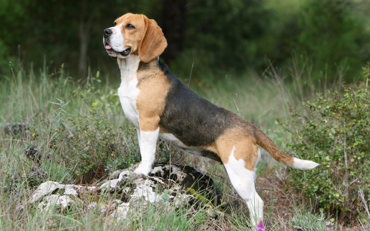 cane in posa su una roccia