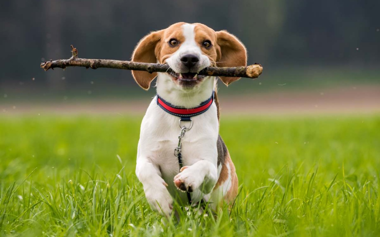 cagnolino allegro che gioca con un legnetto