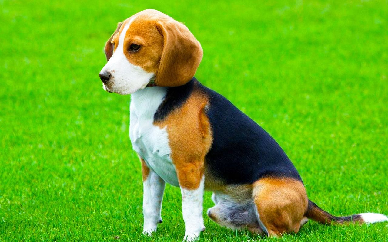beagle seduto su un prato