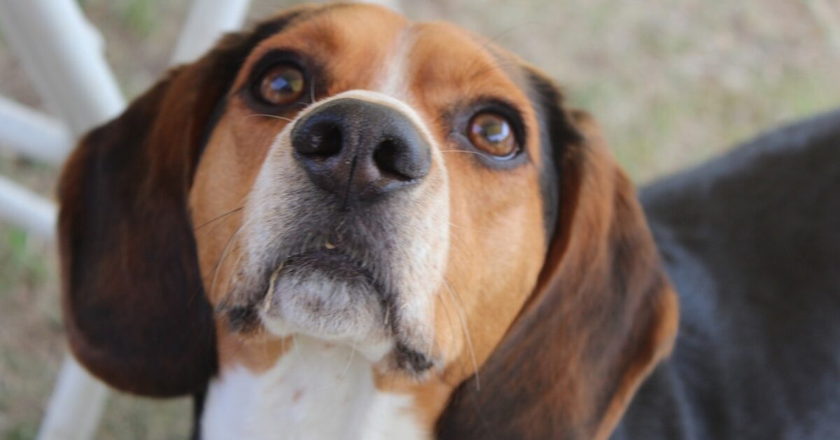 Beagle Nano, come riconoscerlo e cosa sapere su questo cane