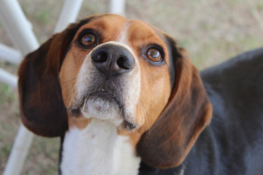 Beagle Nano: caratteristiche, come riconoscerlo e cosa sapere