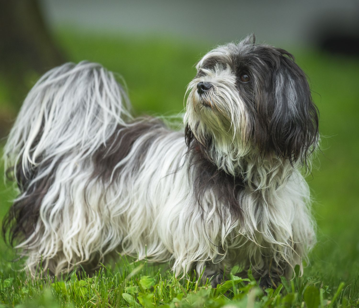 Un bichon havanese all'aperto