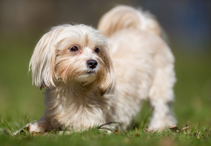 Un esemplare di Bichon Havanais