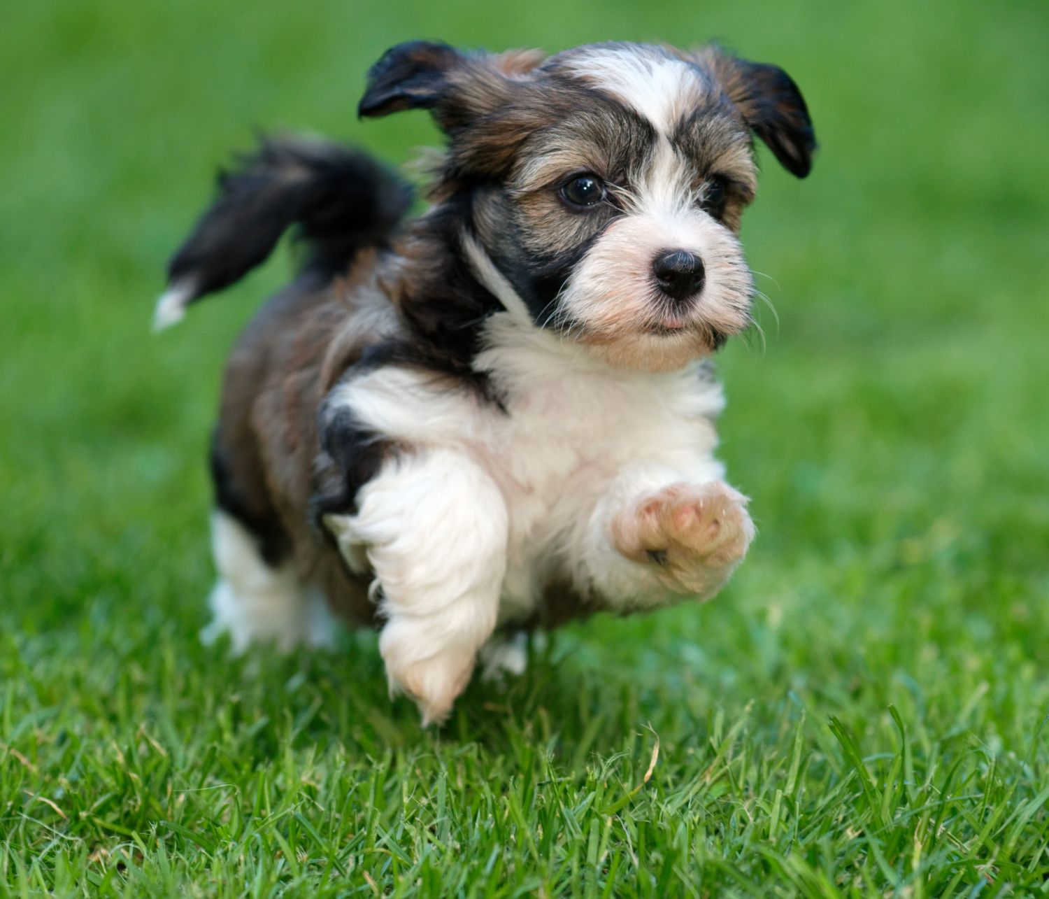 Bichon Havanese da cucciolo