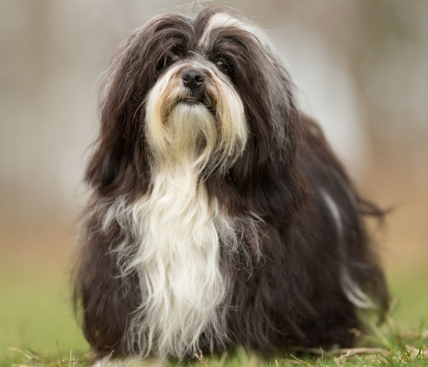 Bichon Havanese a pelo lungo, all'aperto