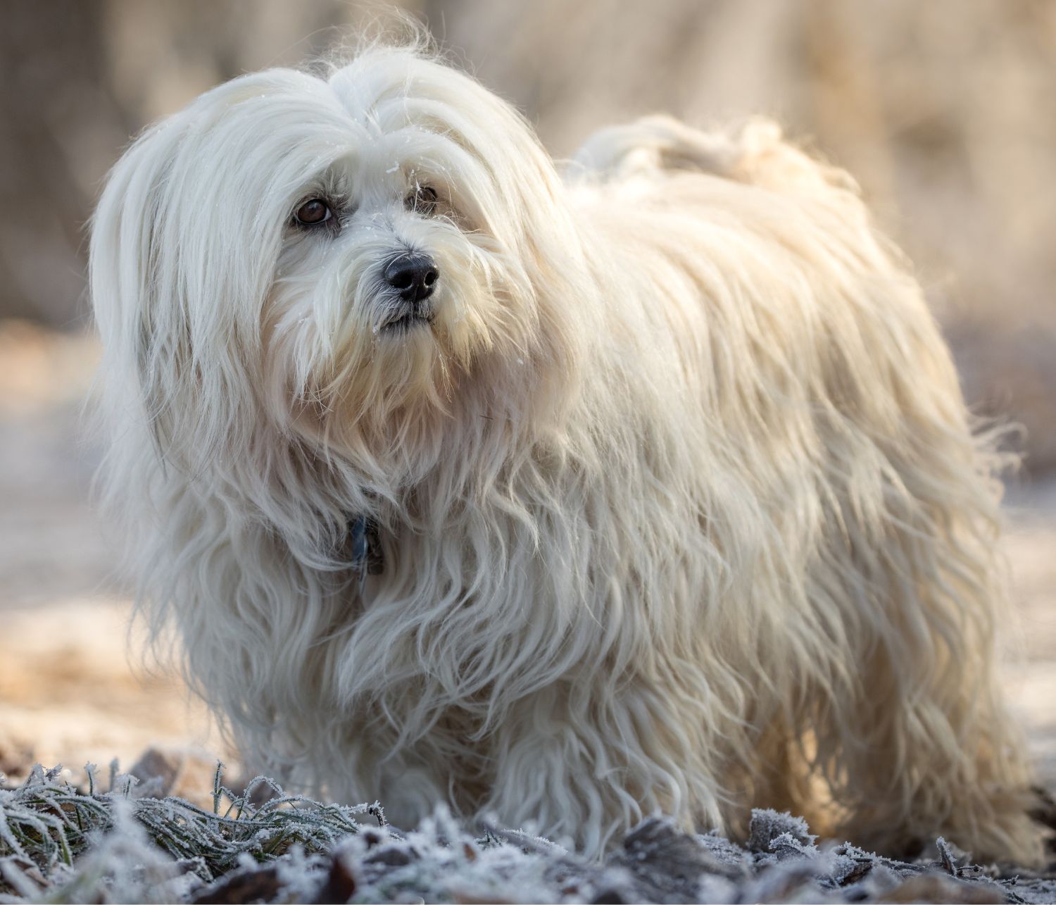 Bichon Havanese bianco focato all'aperto