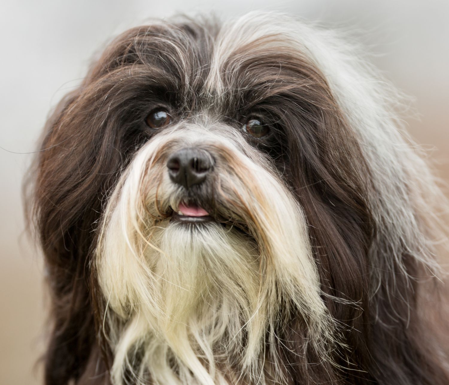 Bichon havanese, primo piano