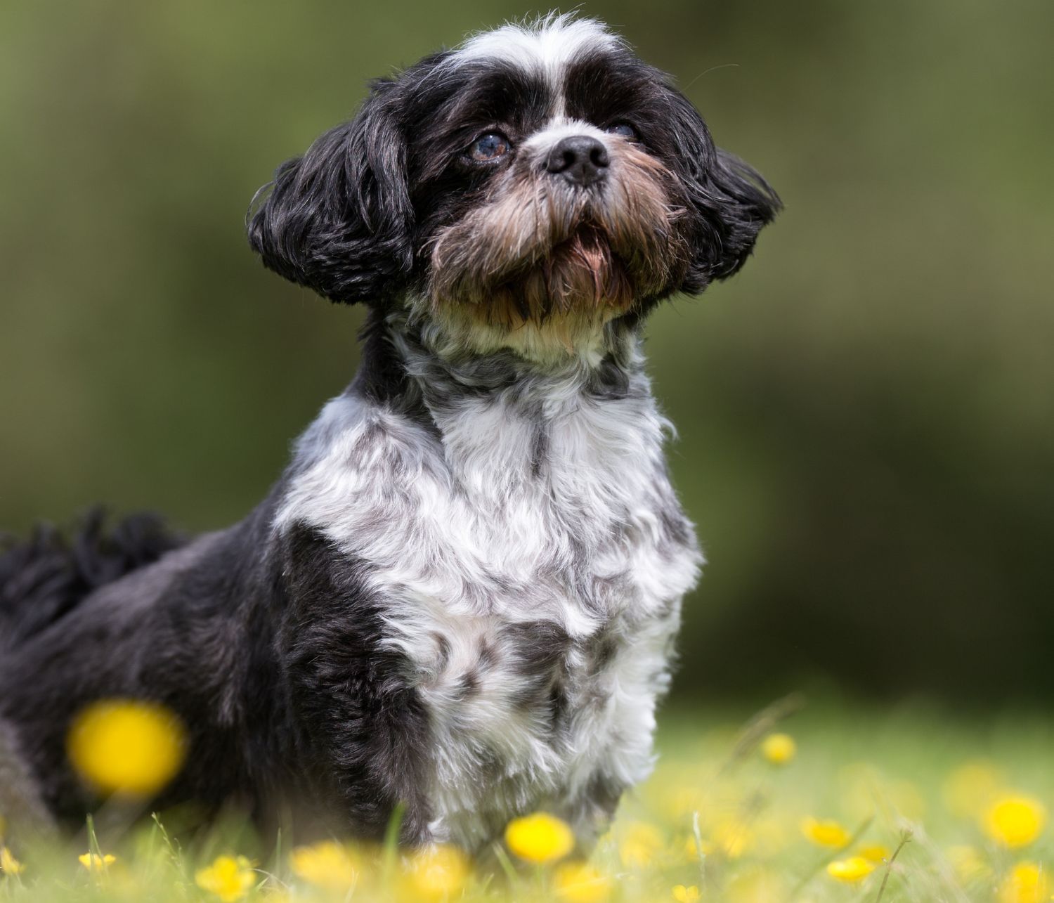 Bichon Havanese toelettato