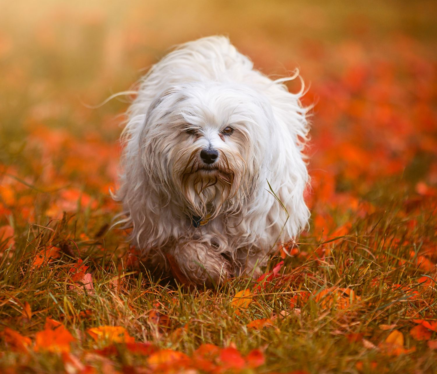 Bichon Havanese su foglie autunnali