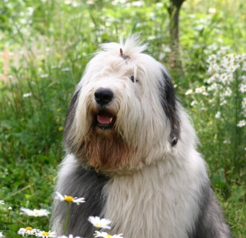 Bobtail, cane fedele: tutto su questa razza straordinaria