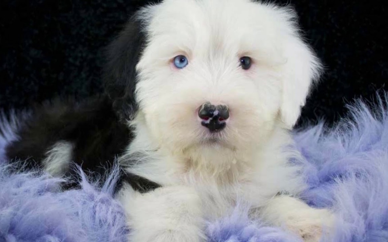 cagnolino con gli occhi di due colori diversi