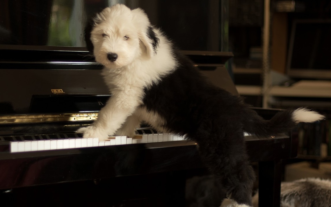 cagnolino sul pianoforte