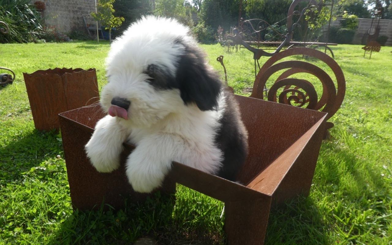 cucciolo dentro a un carretto