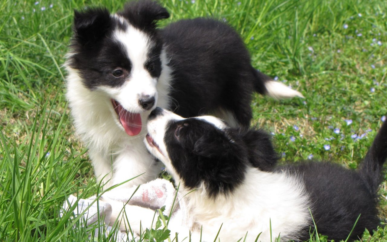 cagnolini che giocano sul prato