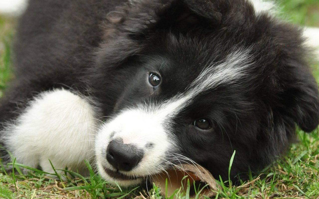 cane piccolo che morde un giocattolo