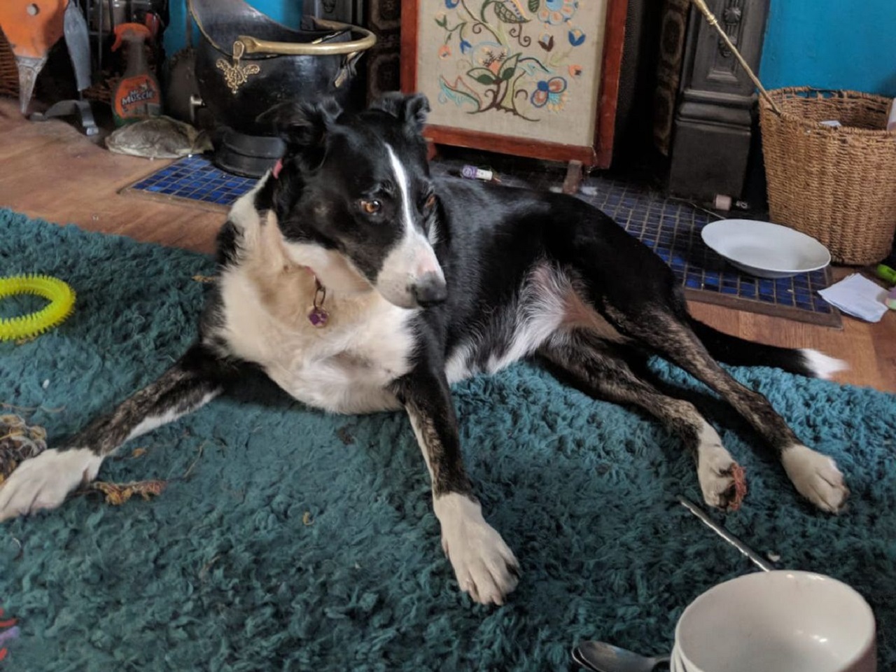 Border Collie bianco e nero sul tappeto